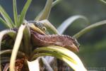 Terrestrial Alligator Lizard