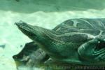 Nutaphand's narrow-headed softshell turtle