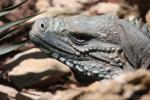 Grand Cayman blue iguana