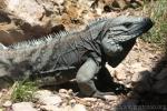 Grand Cayman blue iguana