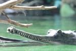 Indian gharial