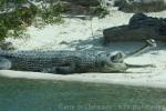 Indian gharial