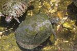 Texas map turtle