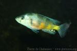 Obliquidens cichlid