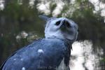 Harpy eagle