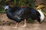 Malay crested fireback