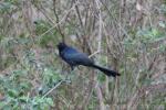 Great-tailed grackle