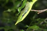 Rhinoceros ratsnake