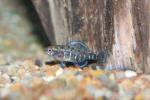 Okefenokee pygmy sunfish