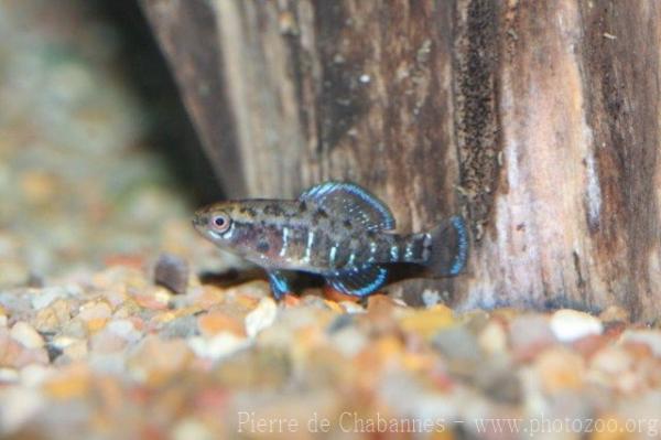 Okefenokee pygmy sunfish