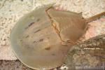 Atlantic horseshoe crab