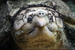 Alligator snapping turtle