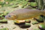 Gila trout