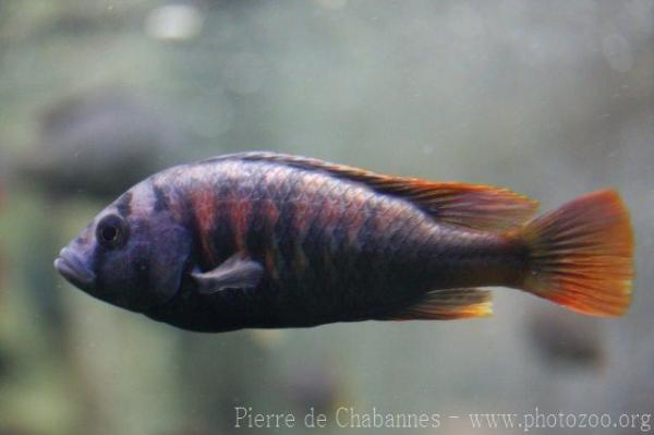 Nyerere's cichlid