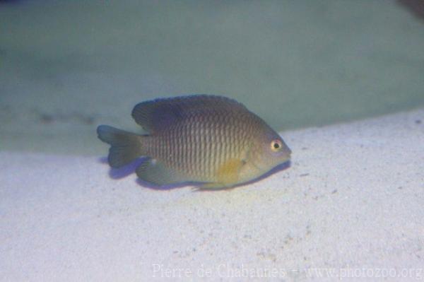 Caribbean cocoa damselfish