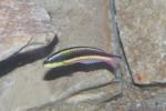 Cortez rainbow wrasse