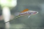 Green swordtail