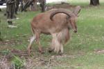 Kordofan aoudad