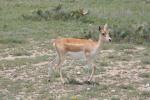 Blackbuck