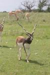 Blackbuck