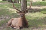 Red deer