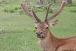 Red deer