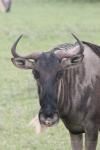 Eastern white-bearded wildebeest