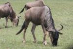 Eastern white-bearded wildebeest