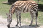 Grant's zebra