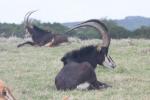 Southern sable antelope