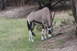 Gemsbok