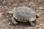 African spurred tortoise