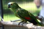 Blue-fronted amazon