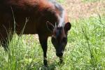 Western bay duiker