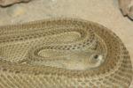 Western diamondback rattlesnake