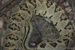 Northwestern Neotropical Rattlesnake