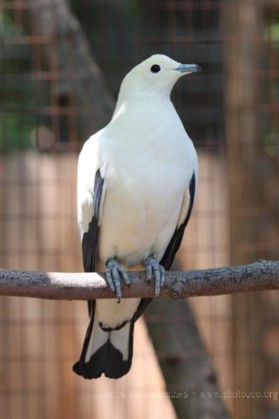 Pied imperial-pigeon