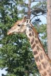 Masai giraffe