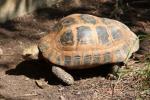 Elongated tortoise