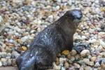 North American river otter