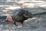 Wild turkey