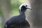 Blue-throated piping-guan