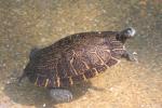 Eastern River Cooter