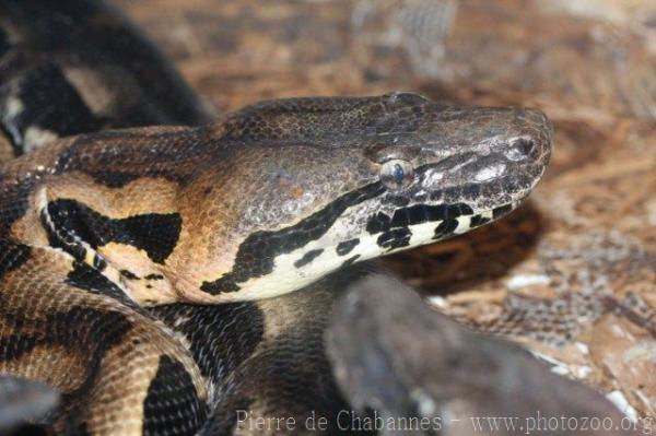 Madagascar ground boa