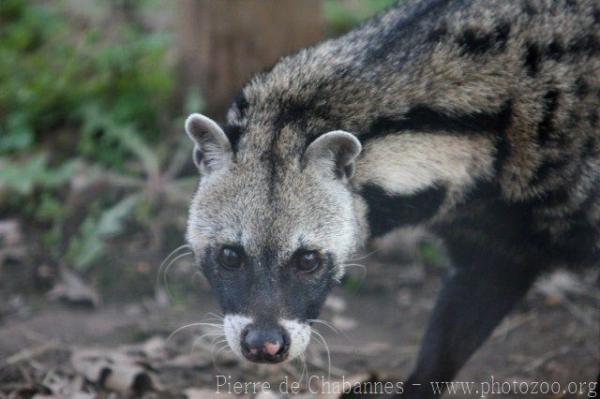 African civet