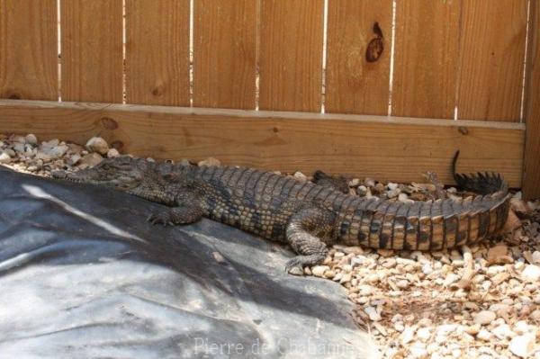 Nile crocodile