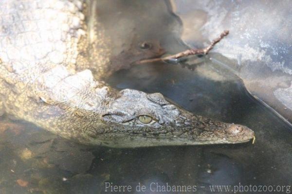 Nile crocodile