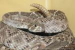 Western diamondback rattlesnake