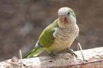 Monk Parakeet