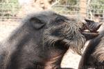 Bornean bearded pig